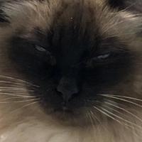Zhihu profile picture for @tenacity