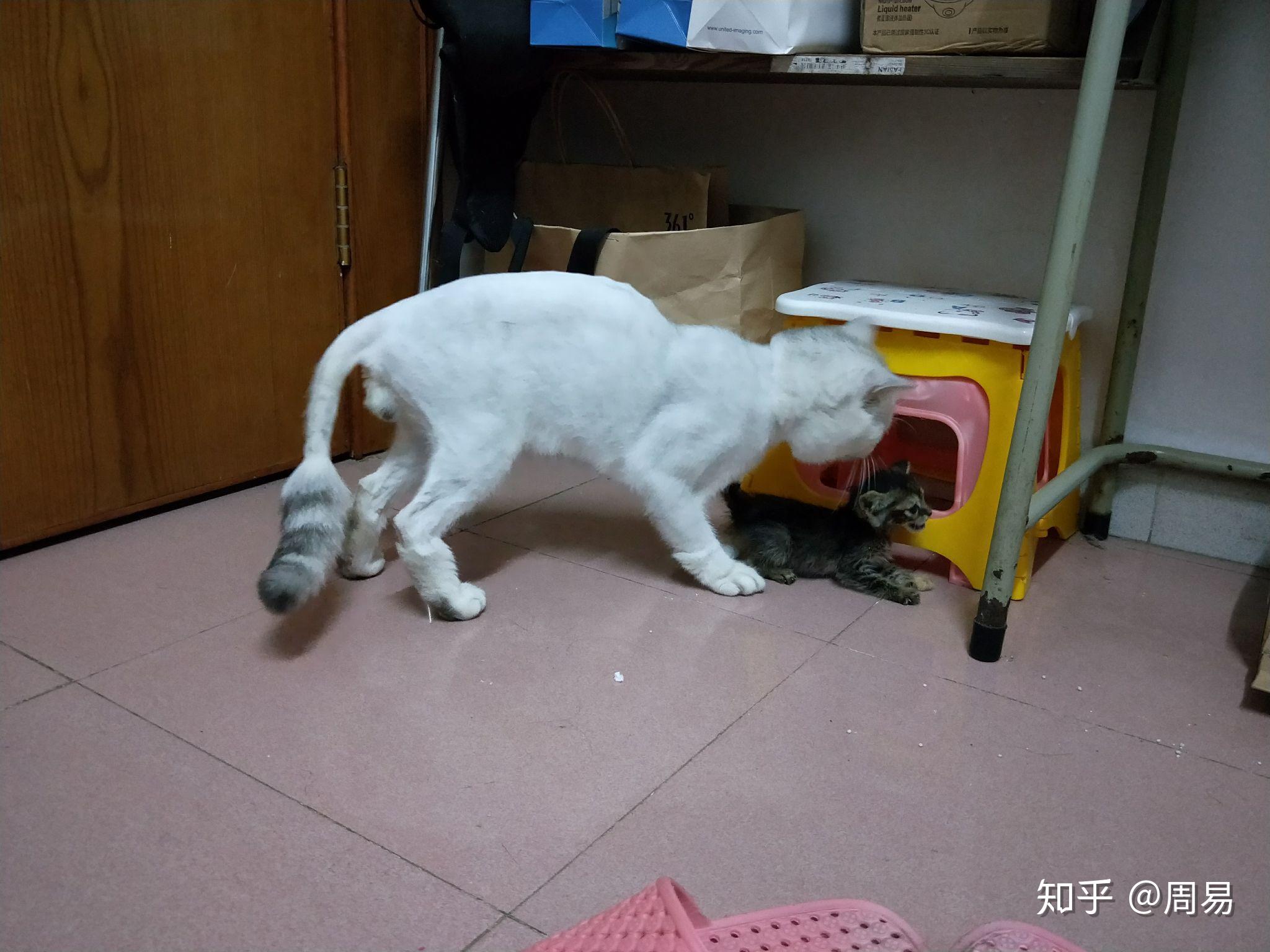 请问银渐层剃毛后毛色会变深吗