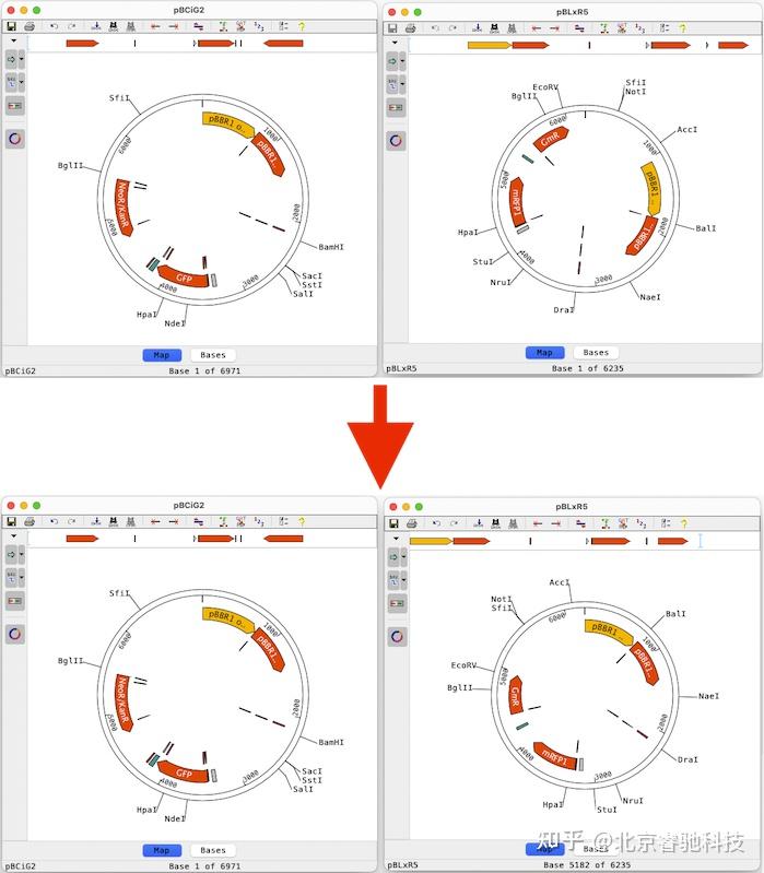 CodonCode Aligner 11.0现已推出 - 知乎