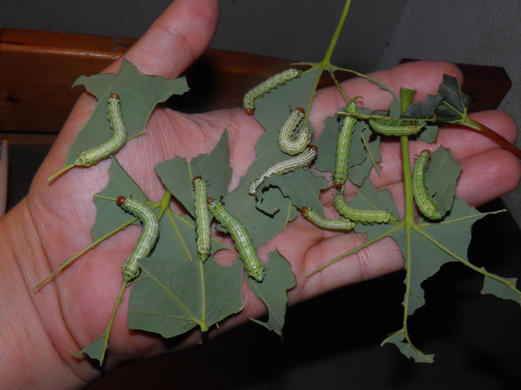 玫瑰红枫蛾幼虫长什么样