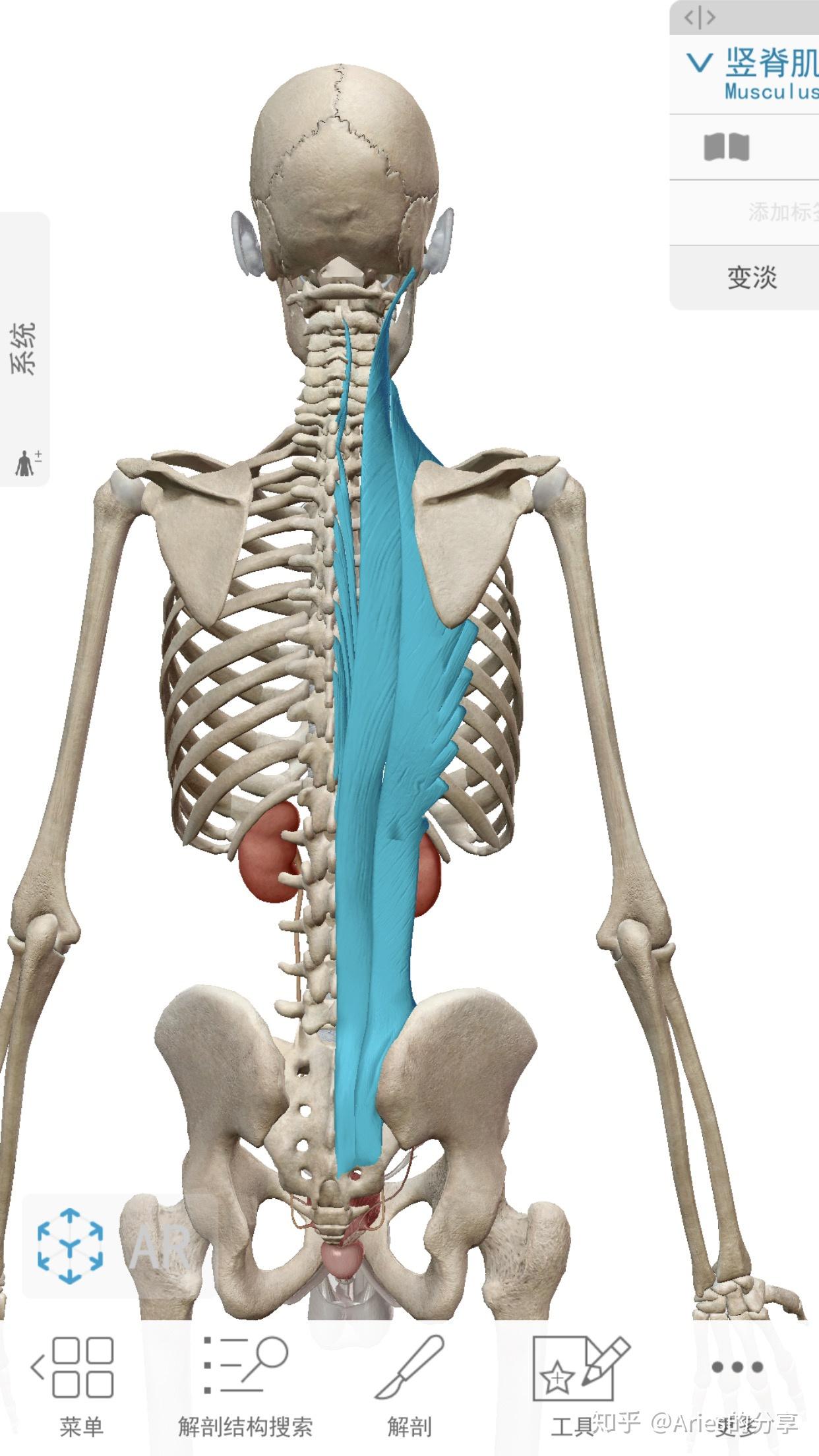 多裂肌的位置图图片