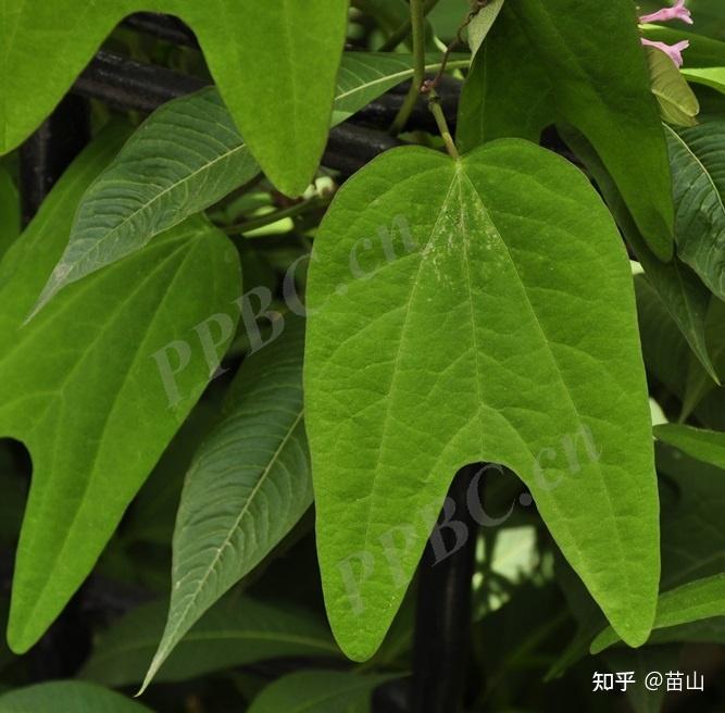 刺角芽与羊蹄草的区别