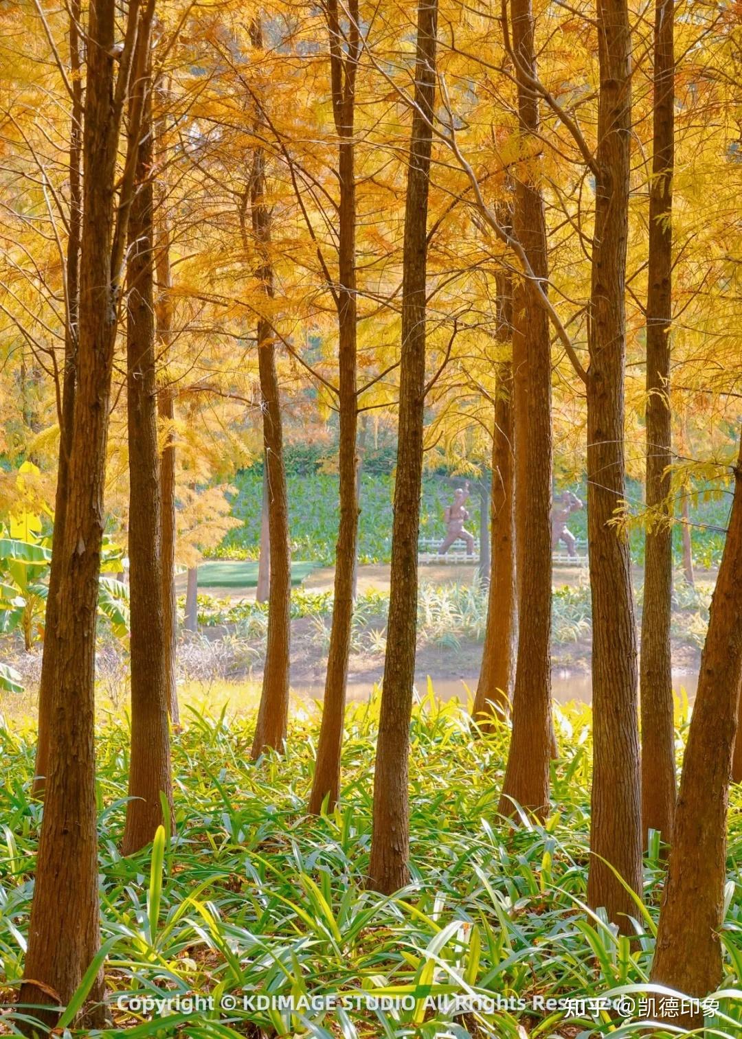 如何区分水杉、池杉、东方杉、落羽杉、中山杉？ - 知乎