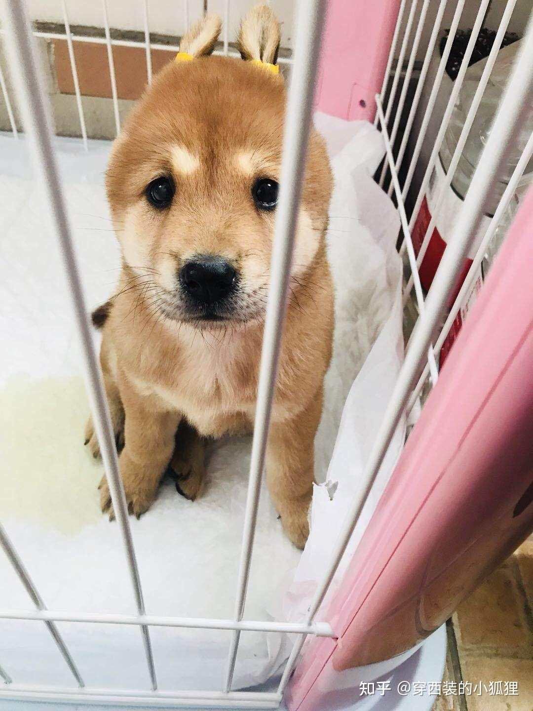 柴犬小时候会和部分中华田园犬相似吗