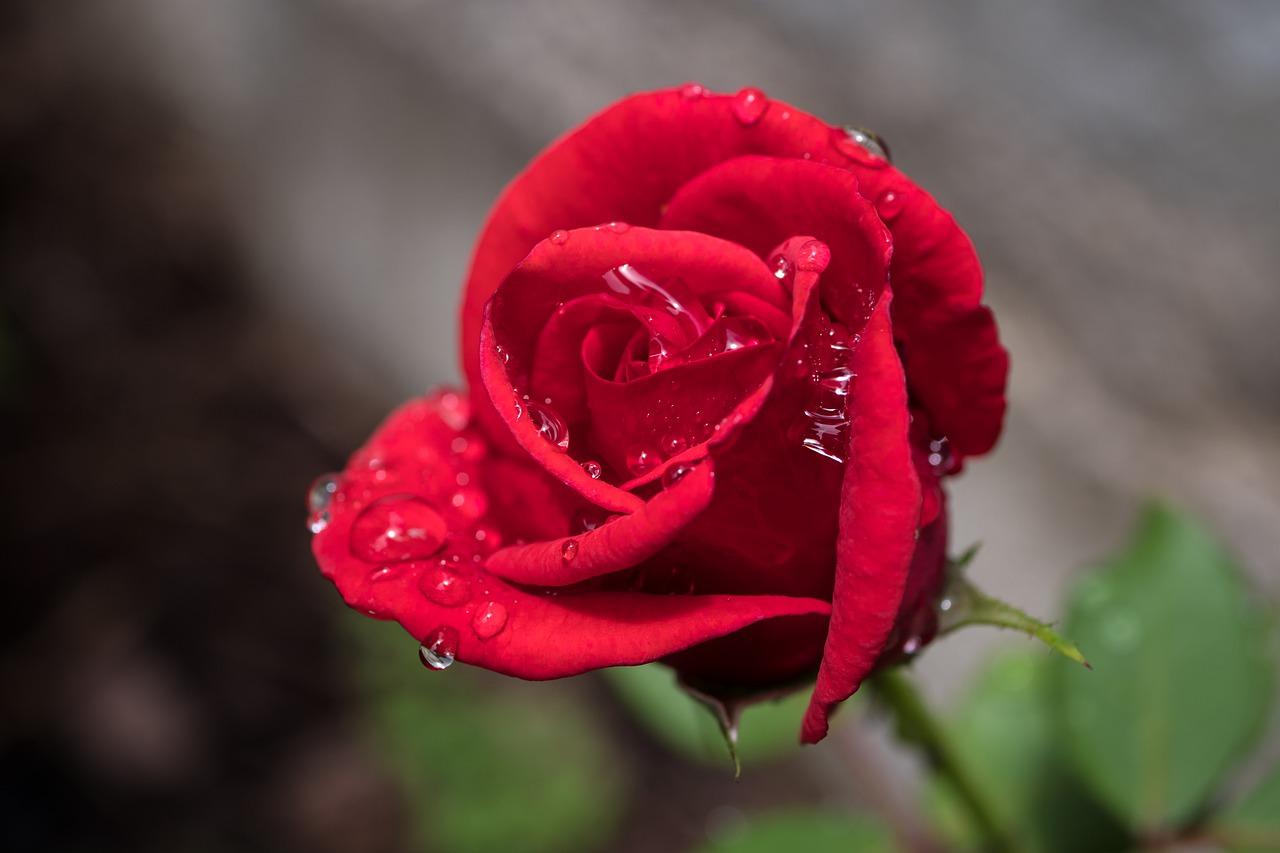 如何晾干玫瑰花瓣