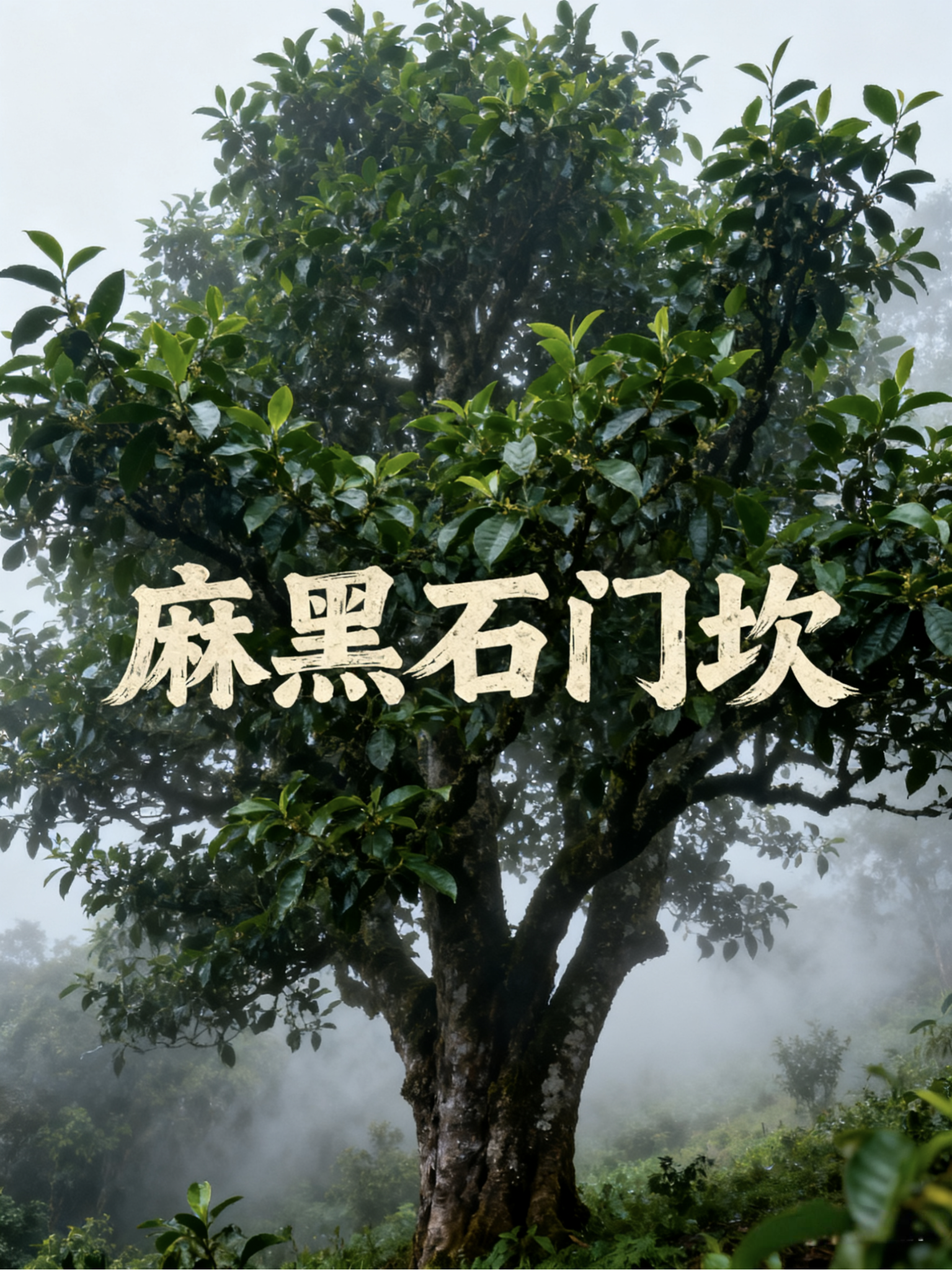 垚旭合茗普洱茶:麻黑石门坎 - 知乎