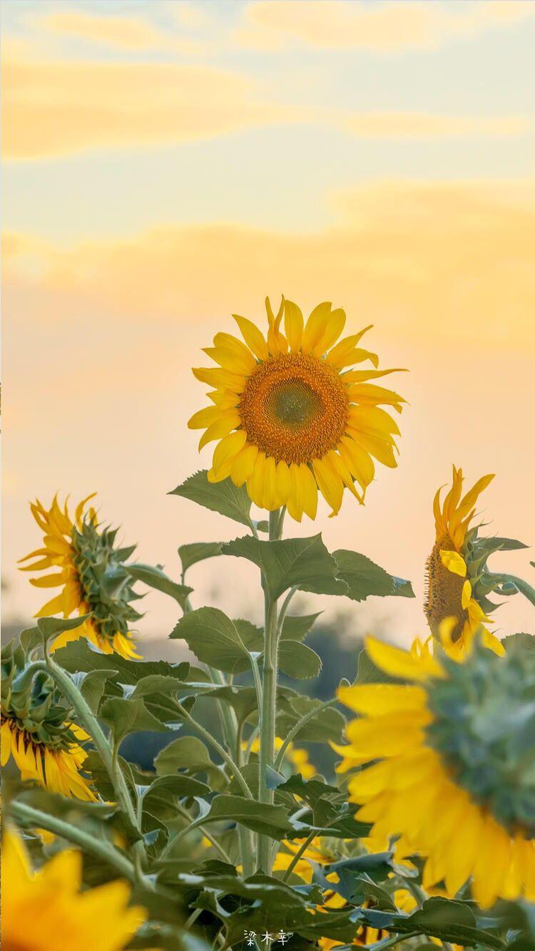 有没有都是向日葵的壁纸呢,让人看了心情超好的? - 知乎