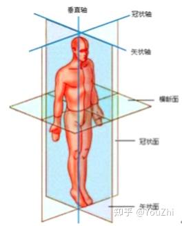 人体的轴和面图解图片