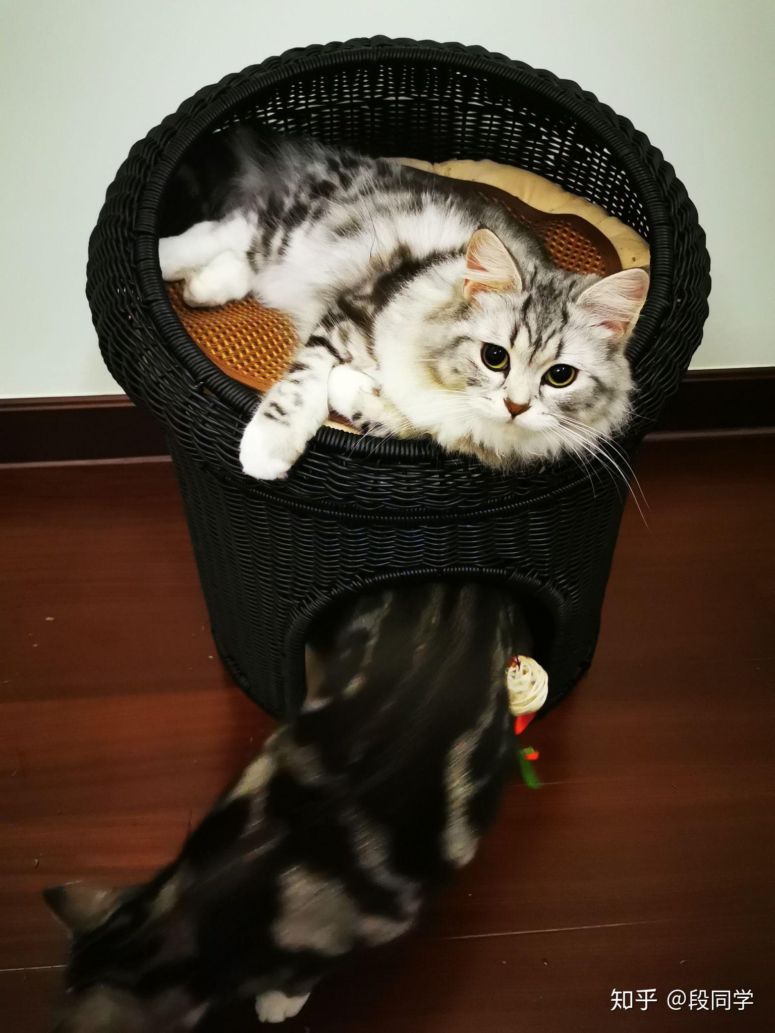 美短返祖什么样子? - 知乎