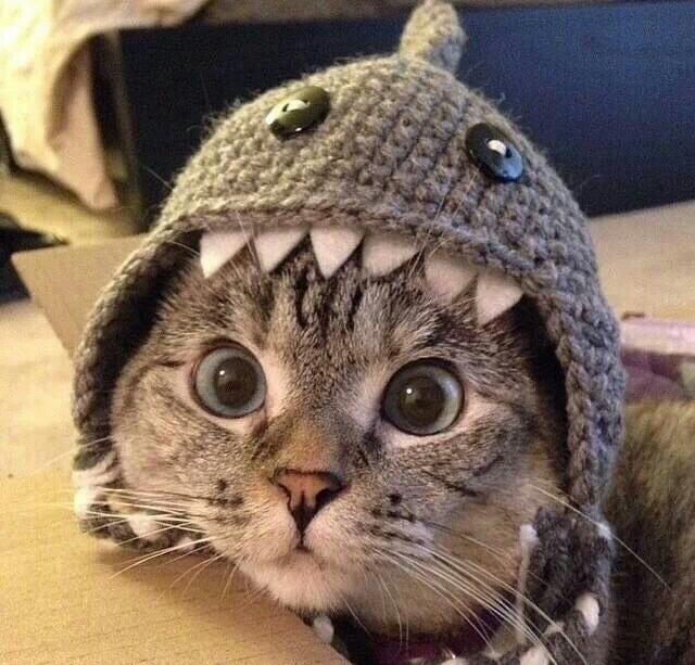 有没有沙雕的动物头像