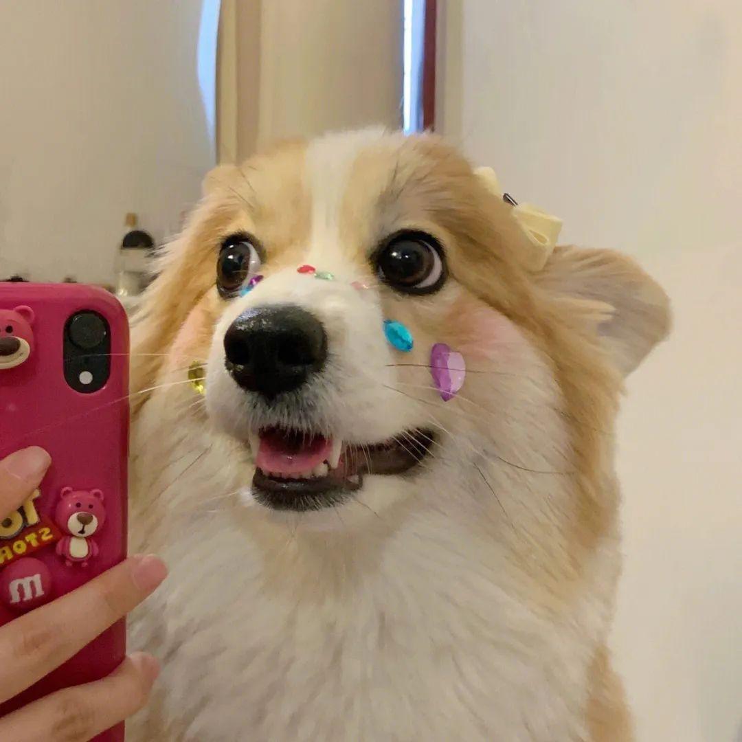 有哪些关于小动物的呆萌头像值得分享?