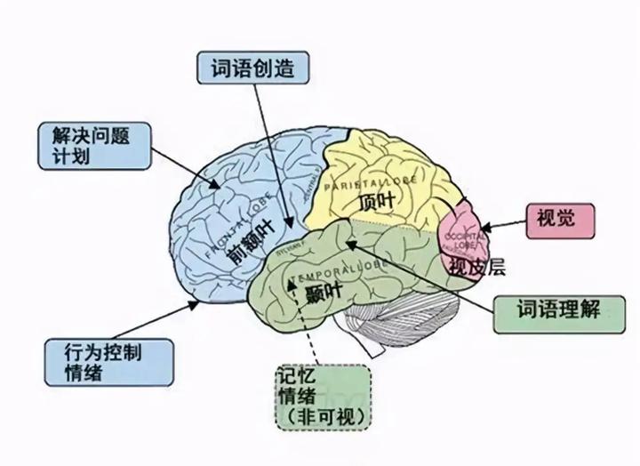 额叶解剖结构及生理功能 - 知乎