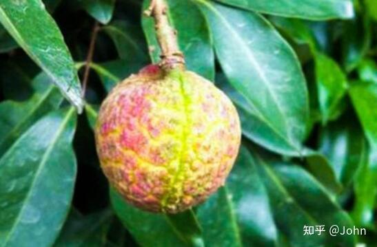 荔枝之——挂绿 - 知乎