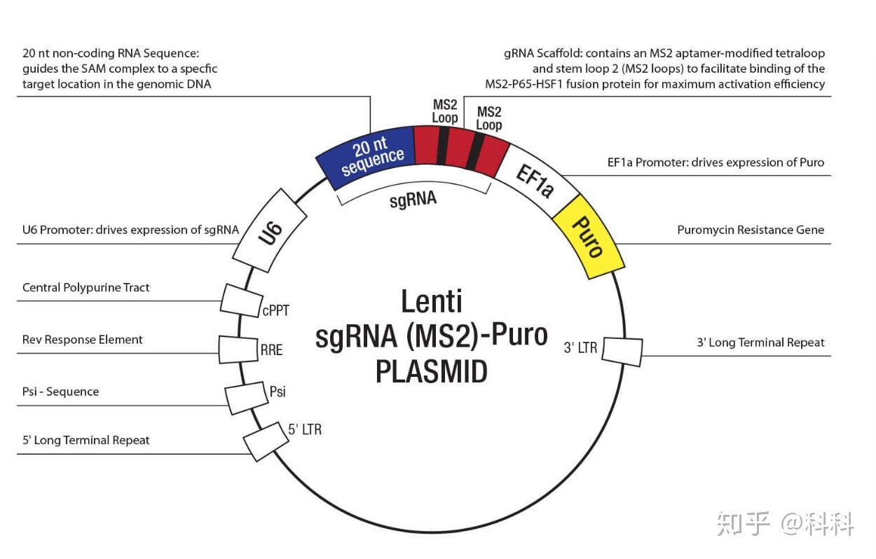【科普】99%的人不知道的CRISPR奥秘 - 知乎