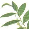 檞寄生（xie）与槲寄生（hu）到底是什么？ - 知乎
