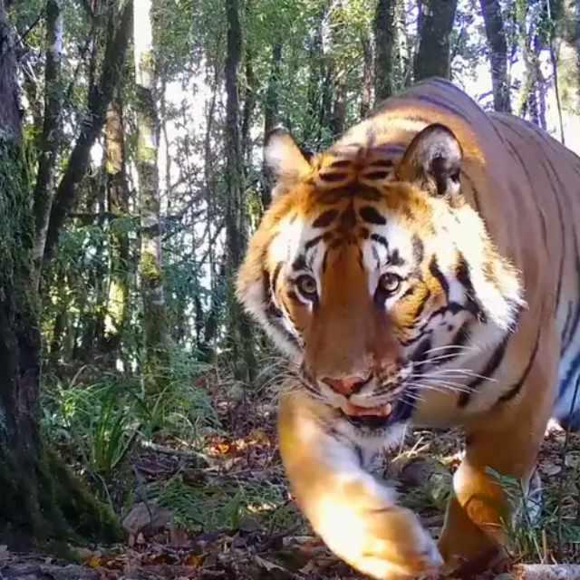 为什么老虎和狮子这两大万兽之王都无法在青藏高原生存？