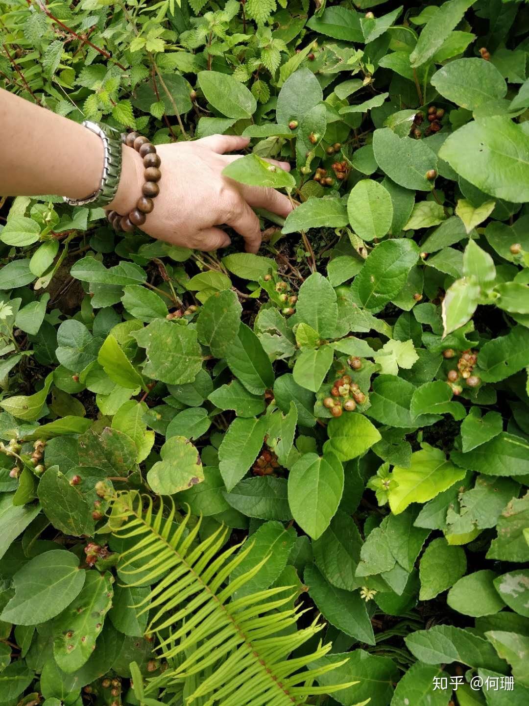 地果和无花果的区别是什么