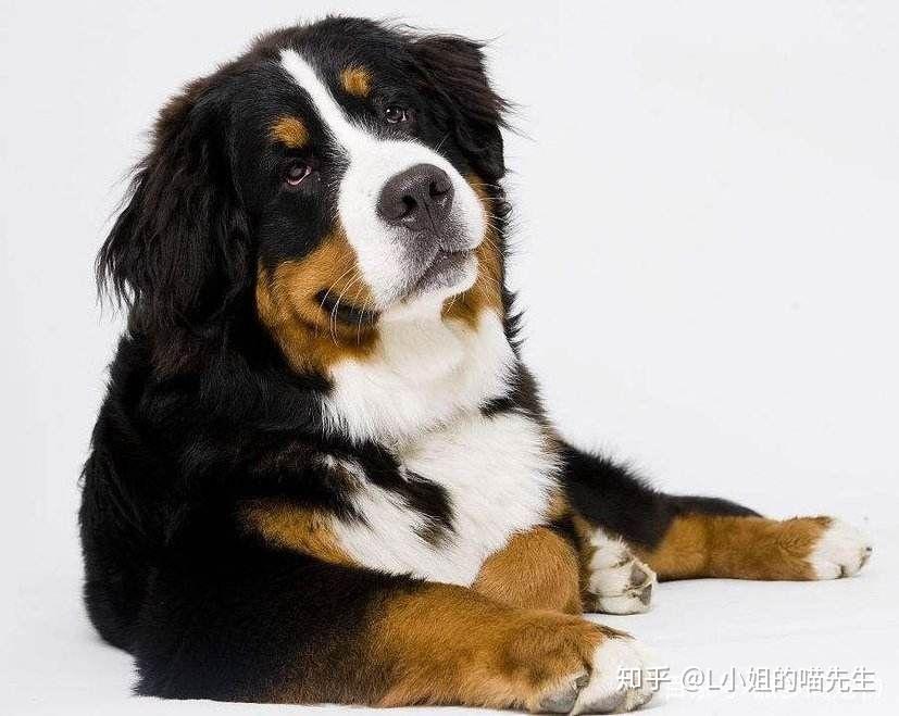 请问动漫中的这只狗是什么品种