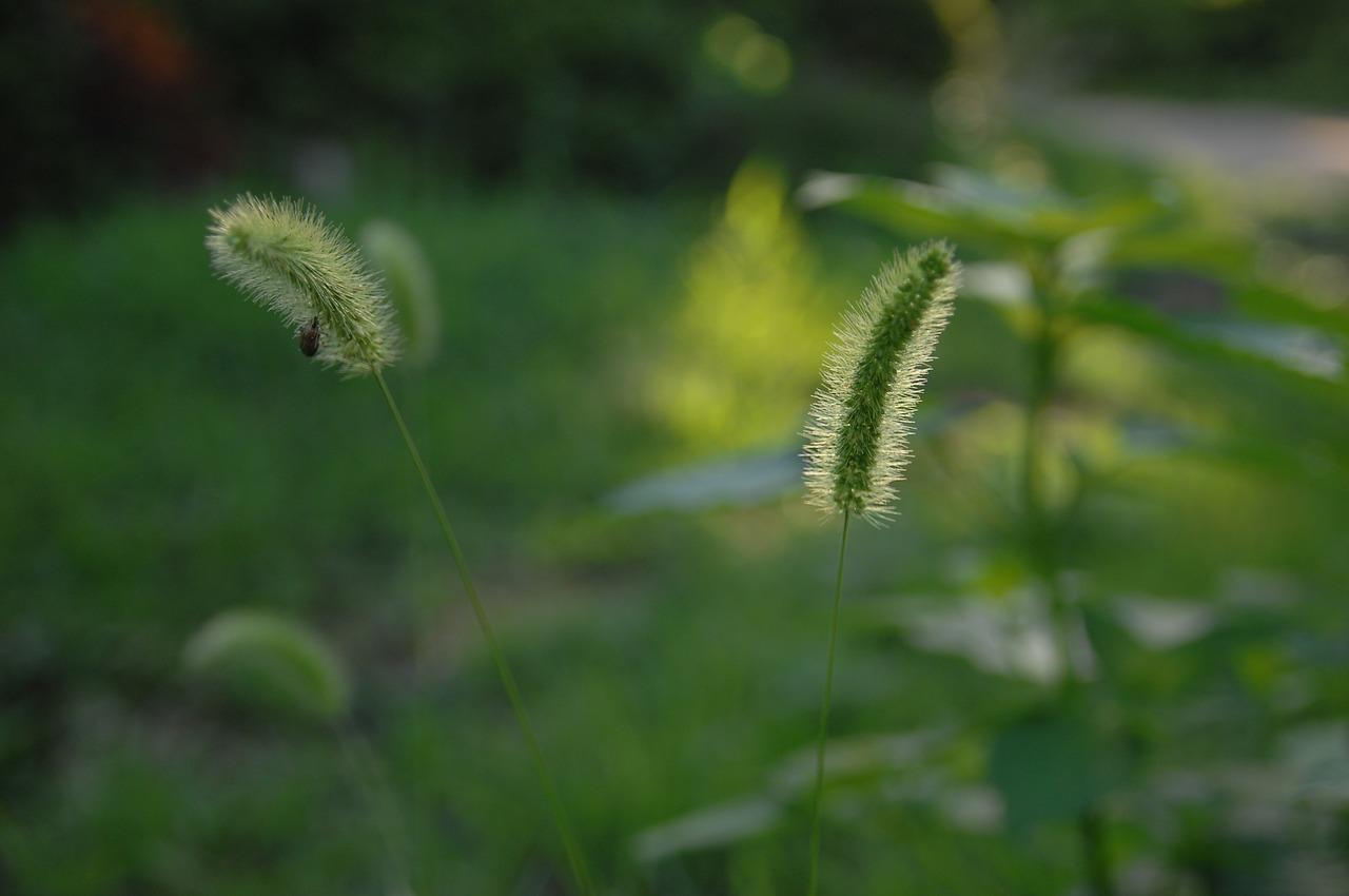 5. 谷子早播优势