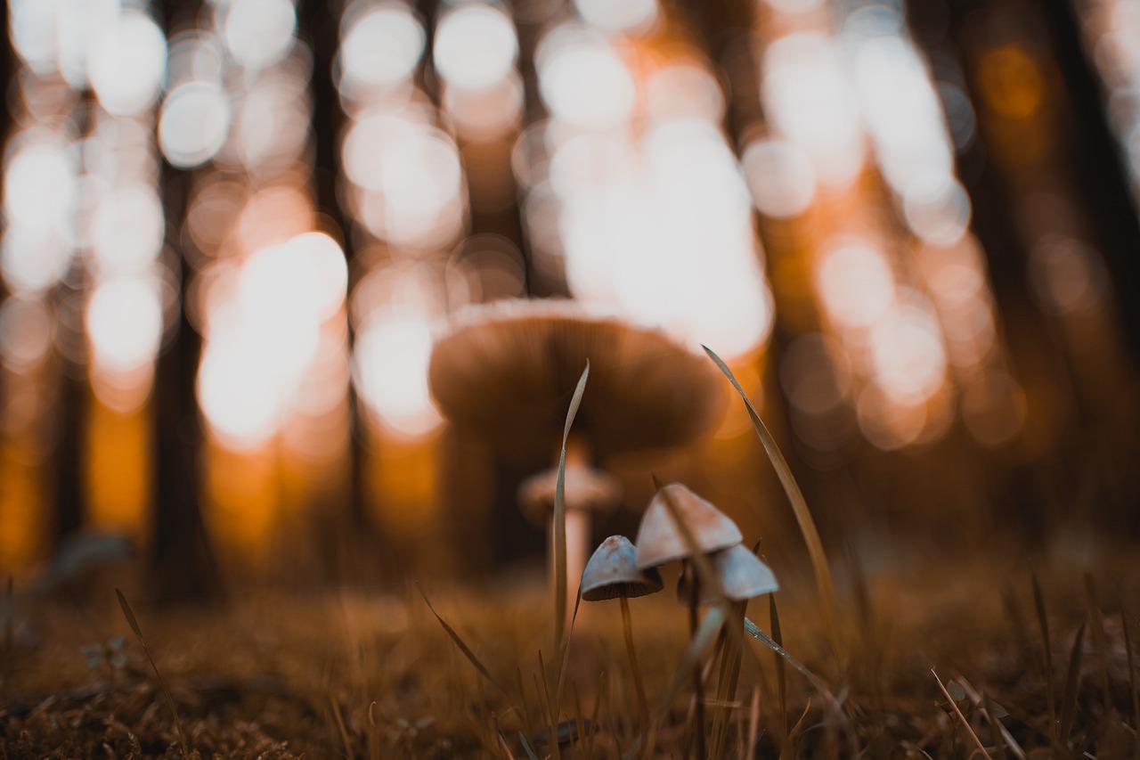 4. 毛霉常见色相