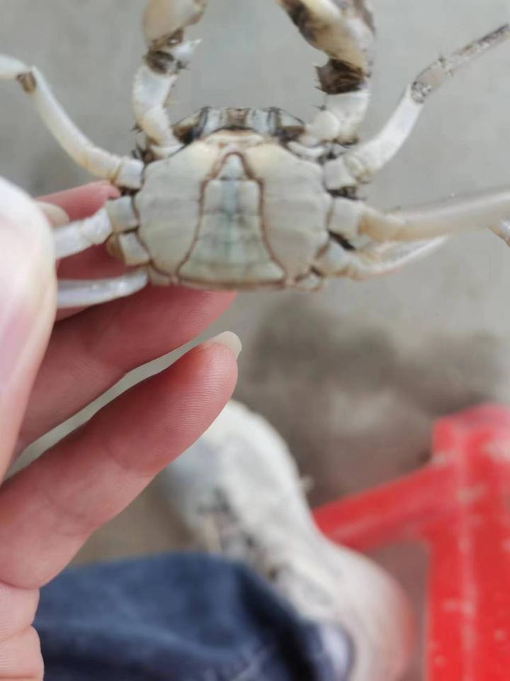 河蟹上岸、有撑爪,扒开肝胰脏有发白,这到底是什么原因导致的呢 - 知乎