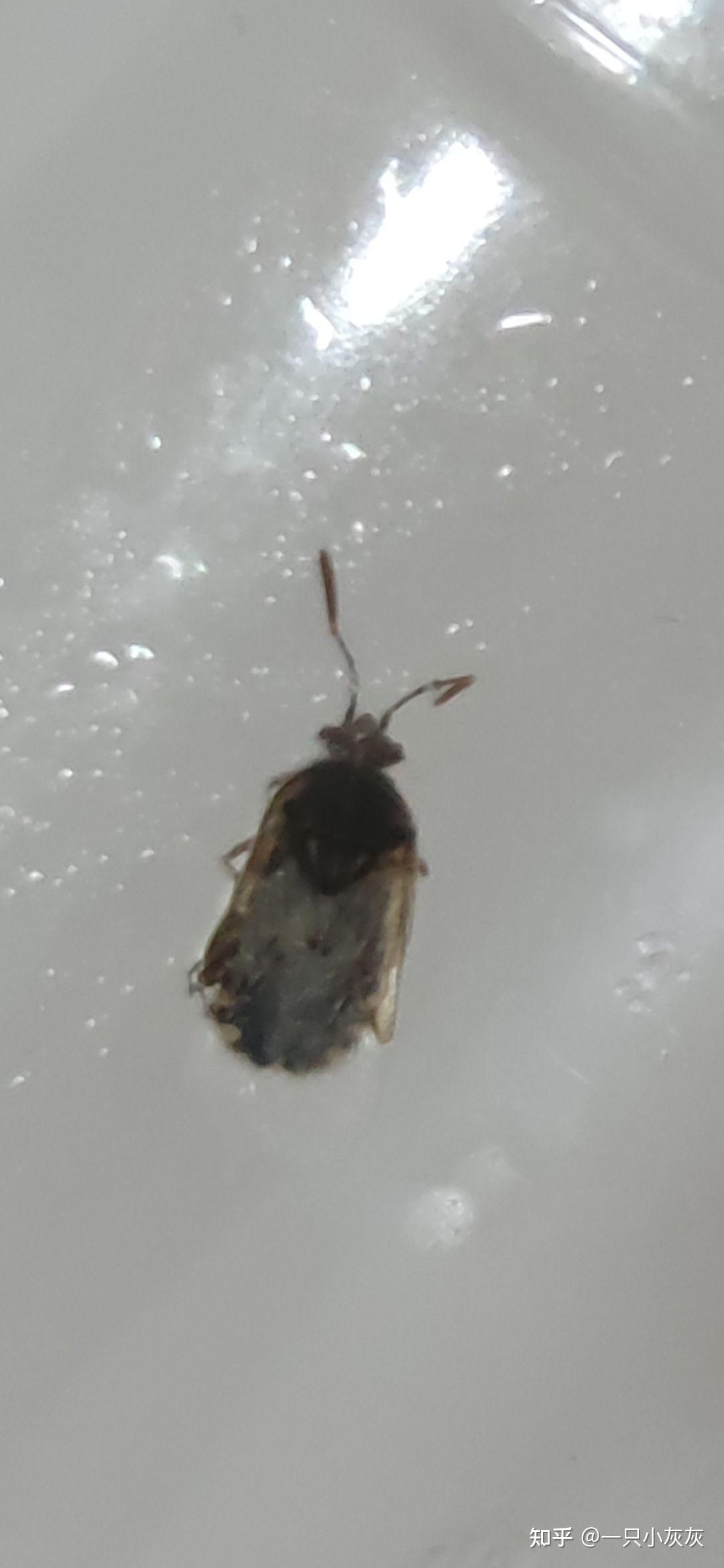 黑色小飞虫,有臭味,喜欢灯光,家里每天晚上都会出现好多,请问这是什么