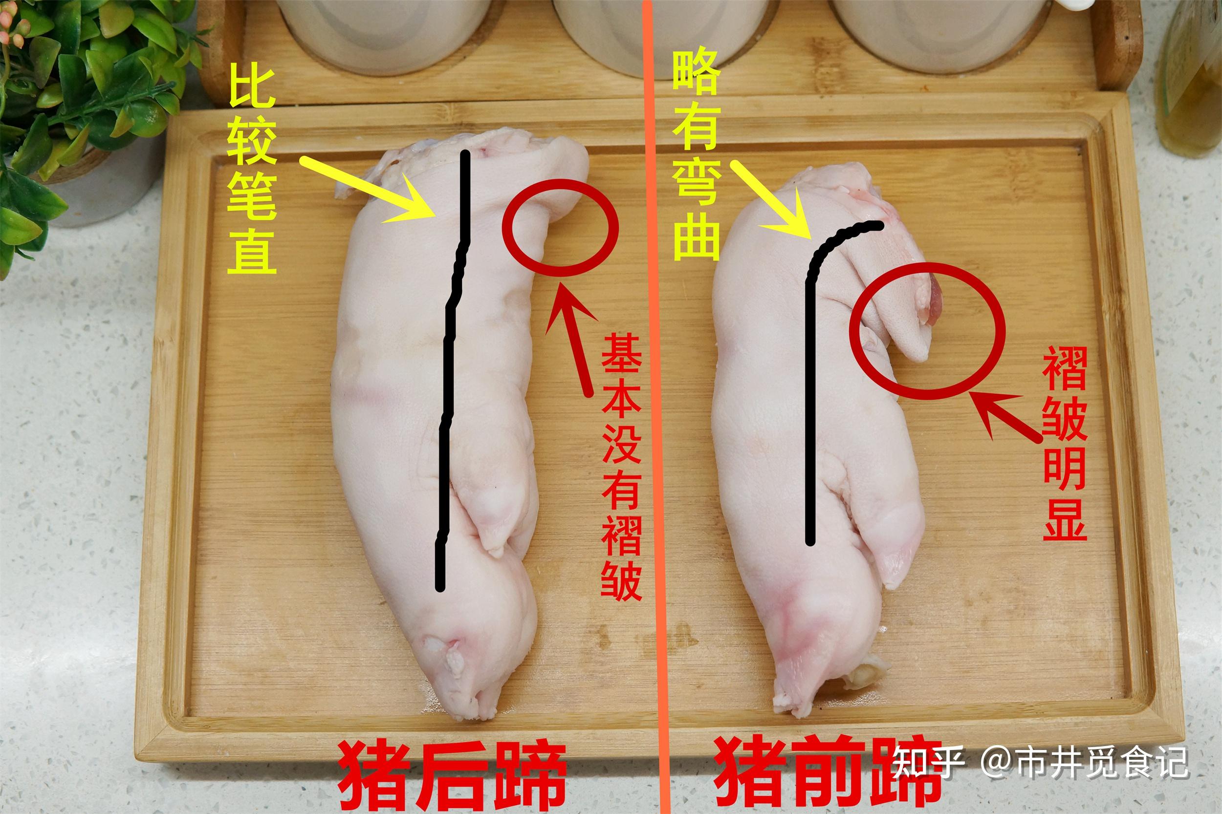 猪的前蹄和后蹄怎么区分? - 知乎