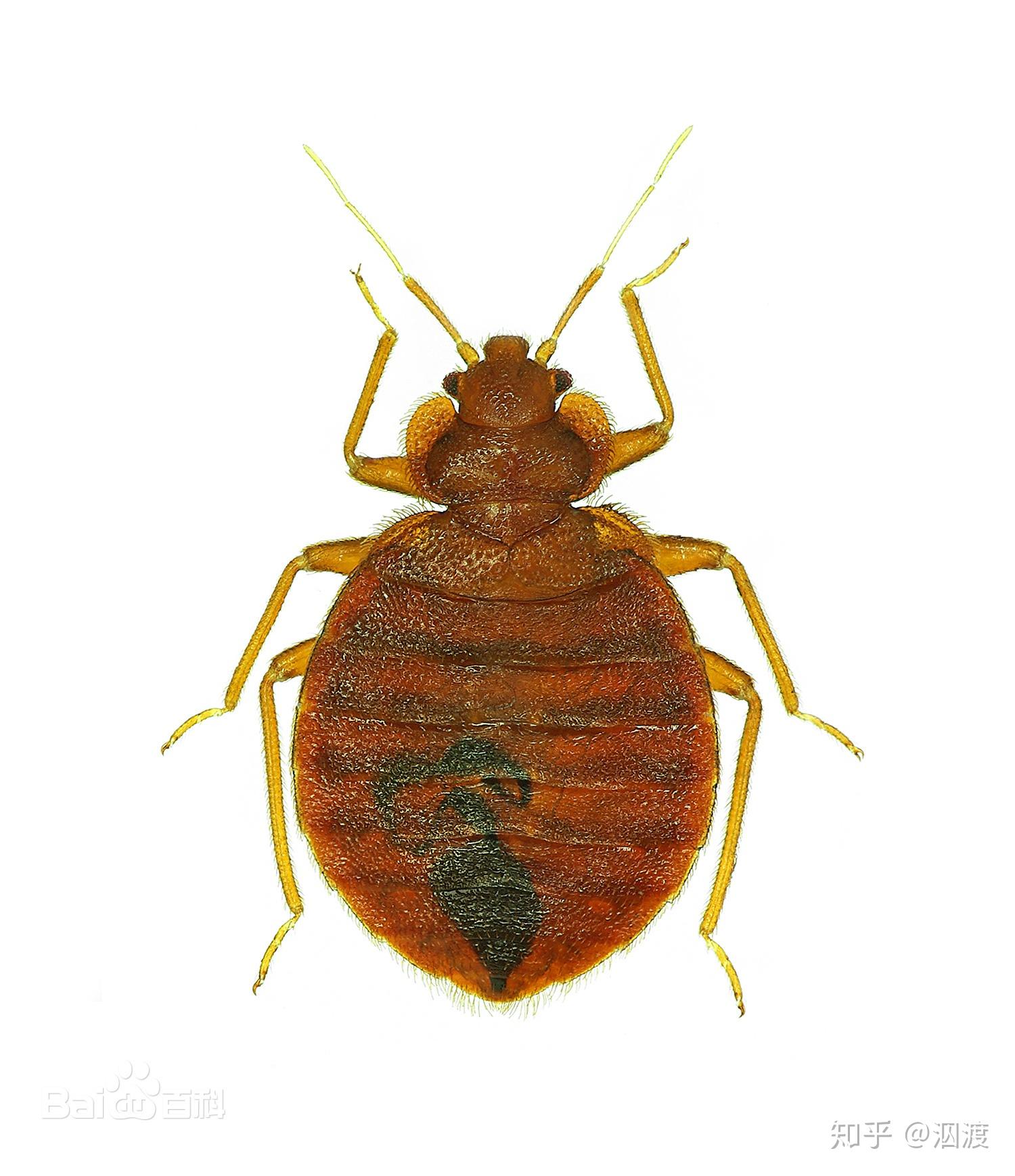 窗台上密密麻麻的褐色小虫子是什么