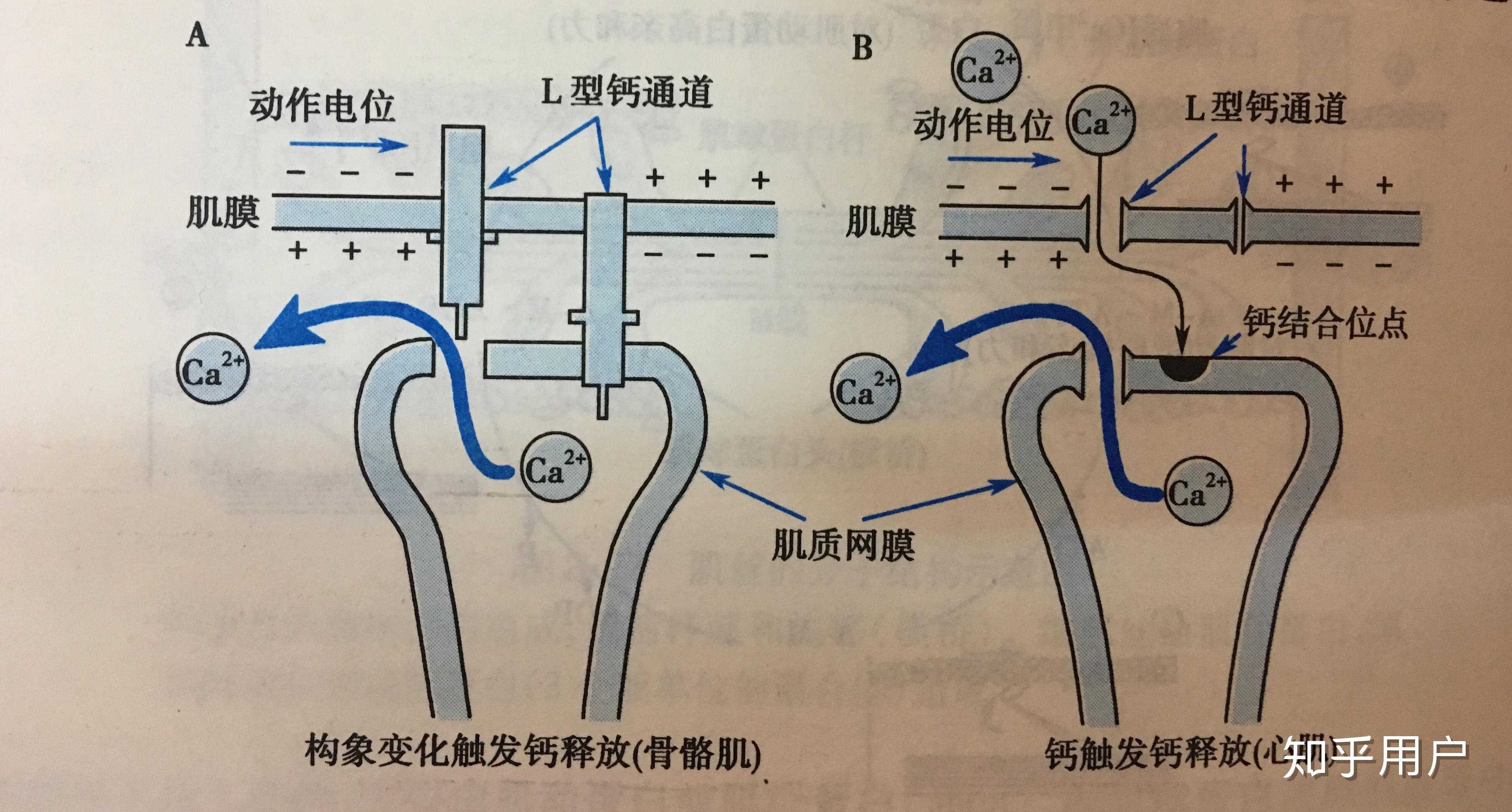 钙离子为什么在众多医学疾病中产生影响?钙离子在体内有什么效应? - 知乎