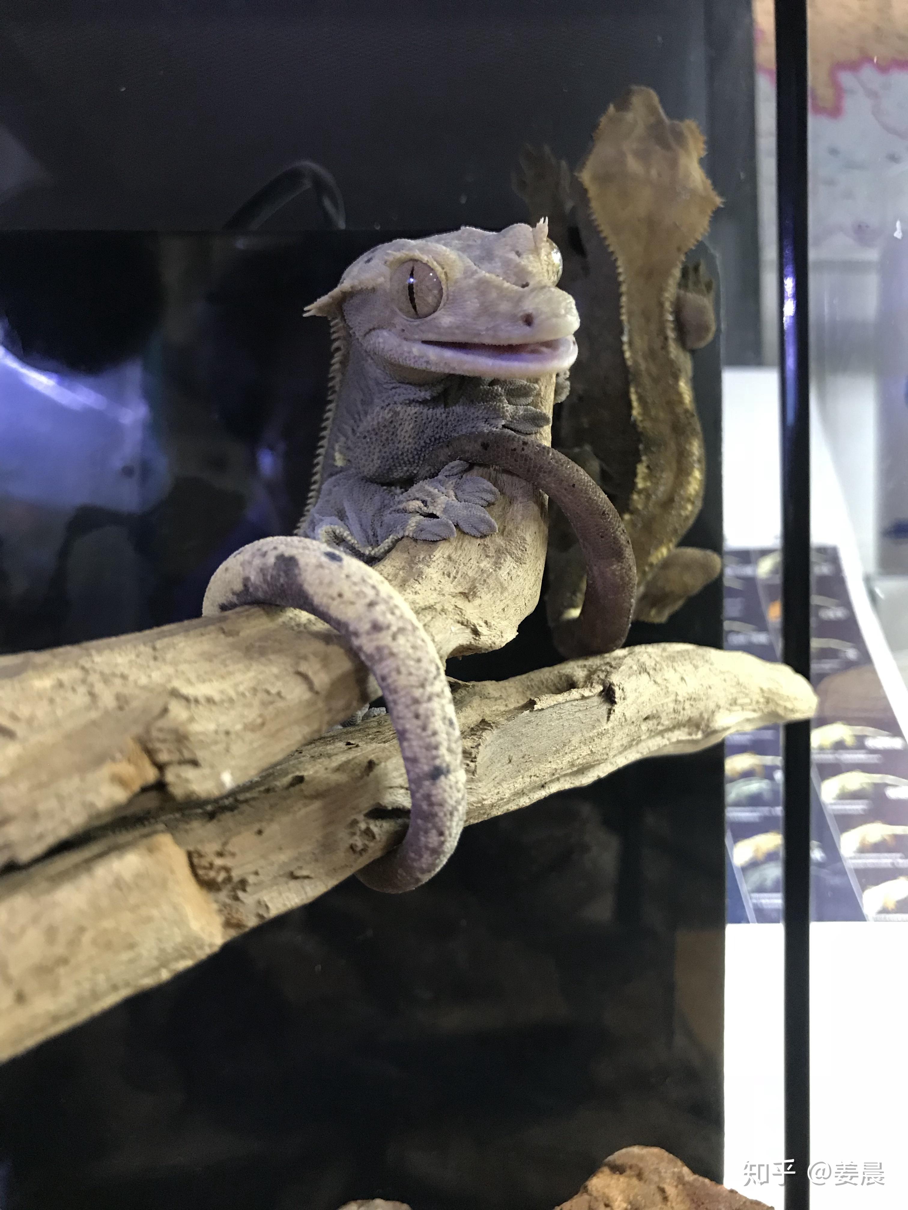 爬宠睫角守宫应如何饲养? - 知乎