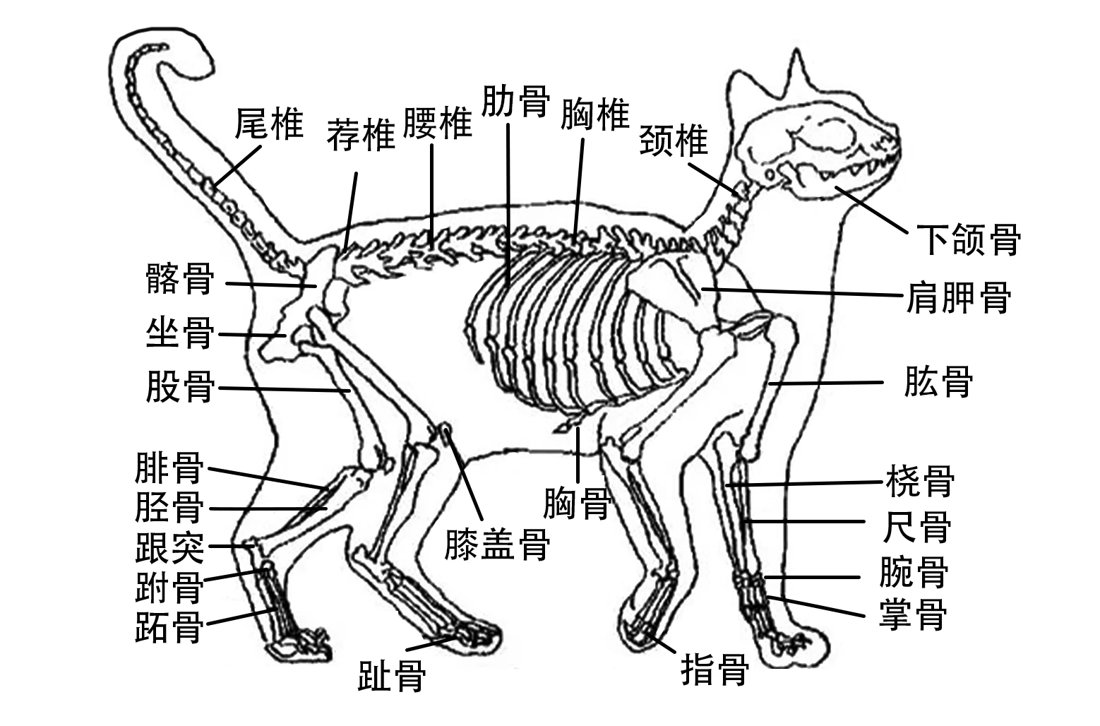 猫爪子结构图片