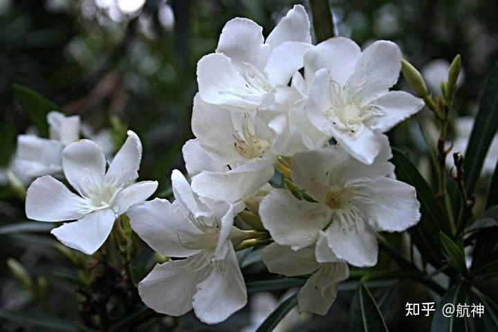 司藤是什么植物头上开的什么花