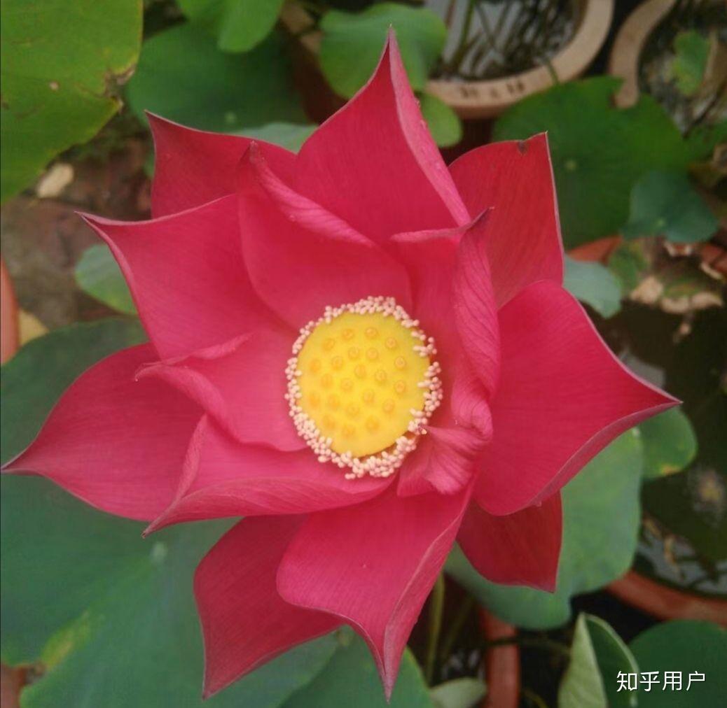 碗莲怎么水培?(水培碗莲种植方法图解)