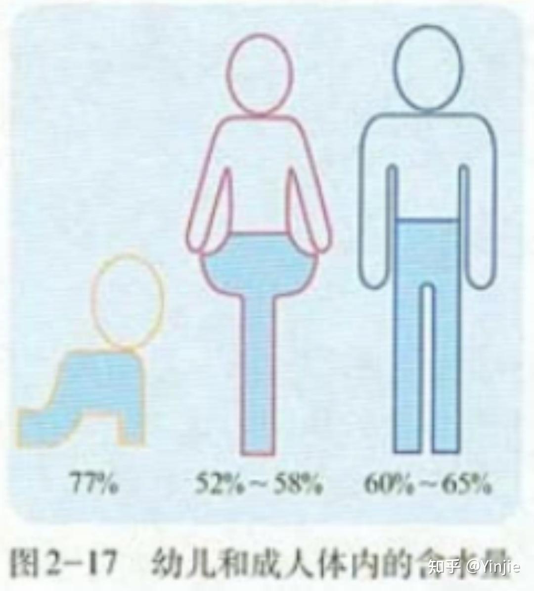 人体的含水量占比到底是多少