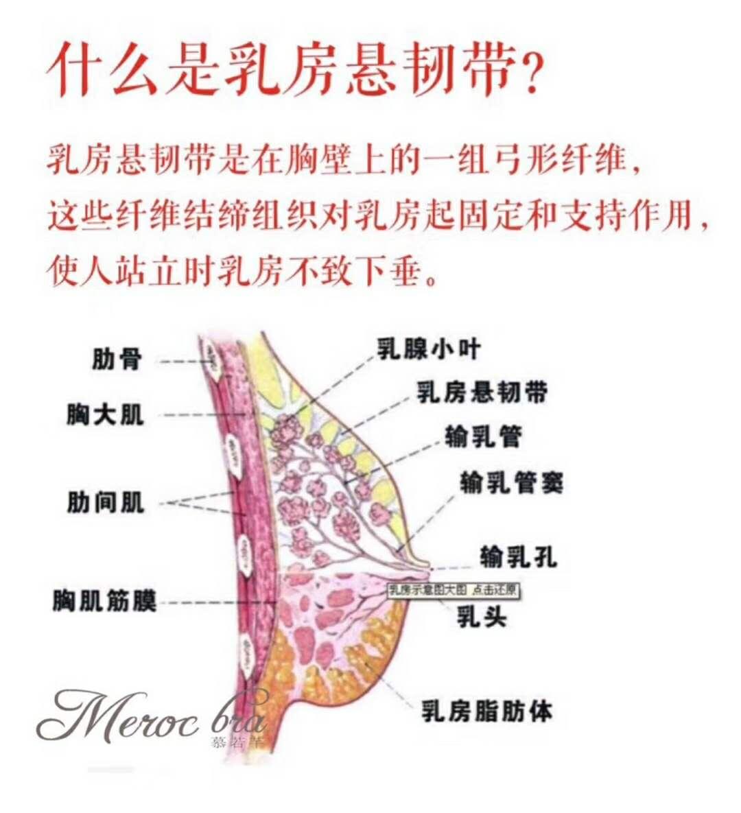 乳房悬韧带断裂图片图片