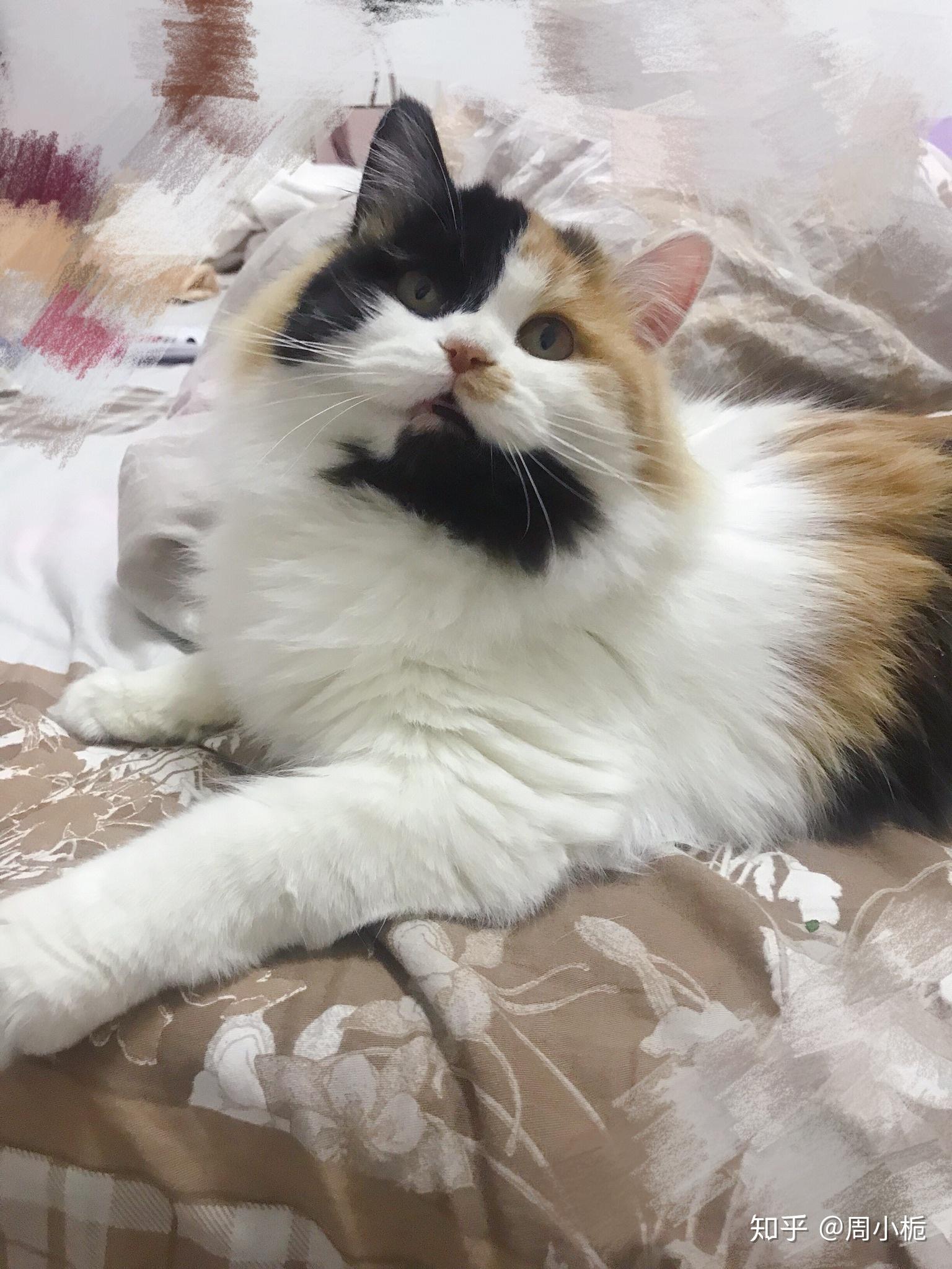 蓝眼白猫(田园混英短混狮子猫)配英短蓝白母猫会生出什么品相的猫?