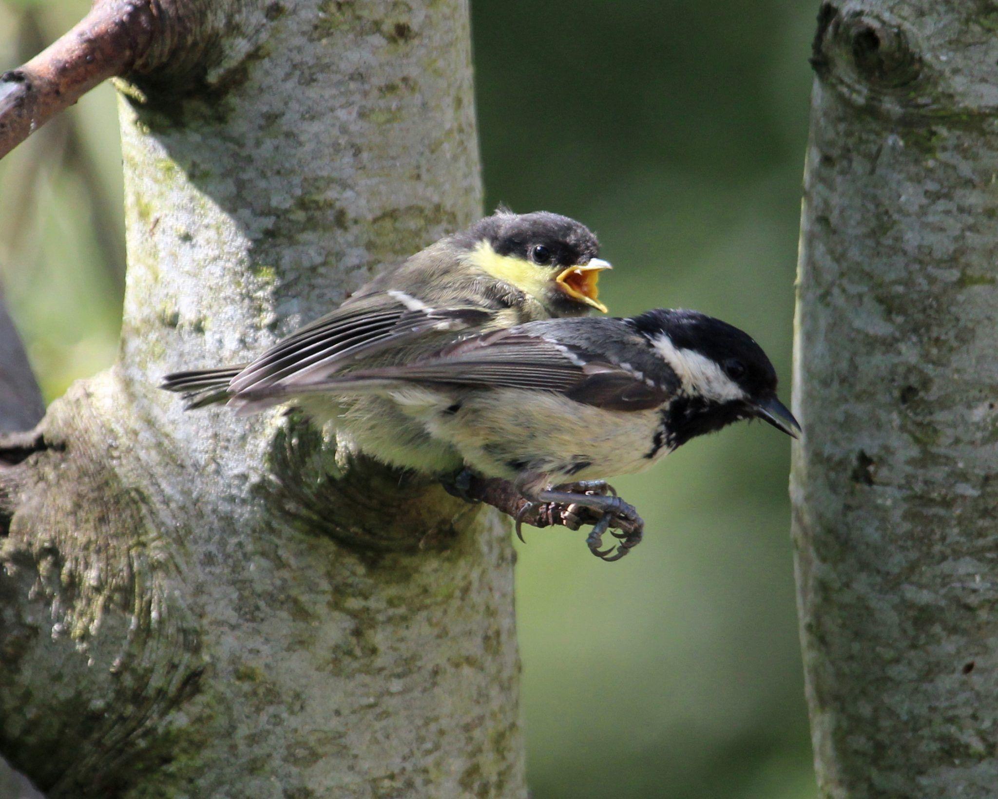 这只是什么鸟?是红子吗? - 知乎