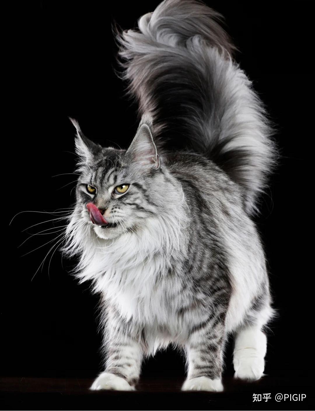 长毛猫有哪些品种? - 知乎