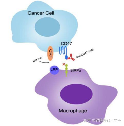 如何看待吉利德CD47单抗临床项目被叫停，阻断肿瘤“别吃我”信号！ - 知乎