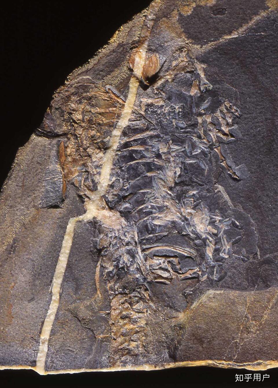 羊膜动物的两个纲是各自独立起源于两栖类还是有个共同的羊膜类祖先?