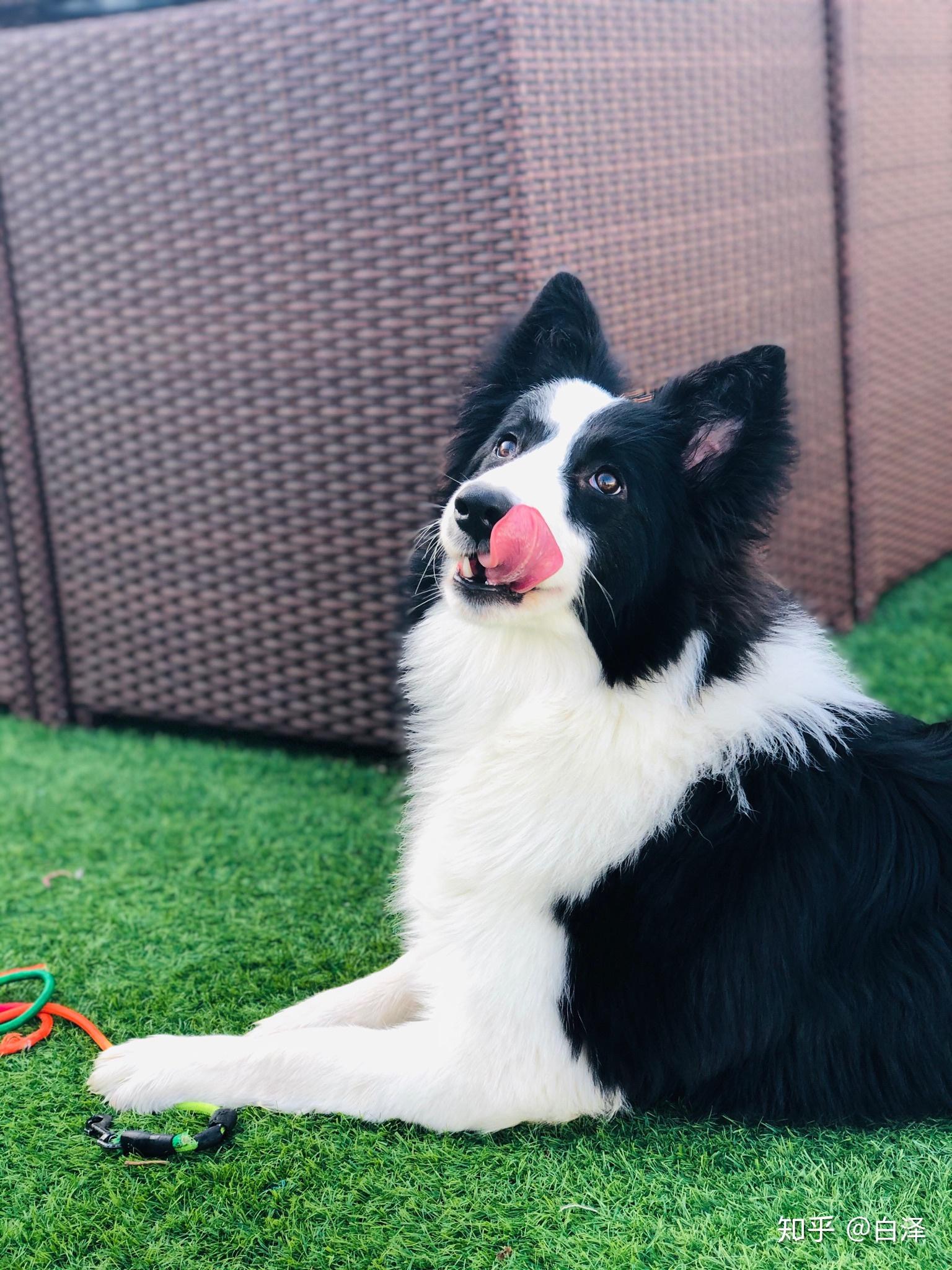 想养条狗,中意了柯基和边境牧羊犬,不知道该养哪个? - 知乎