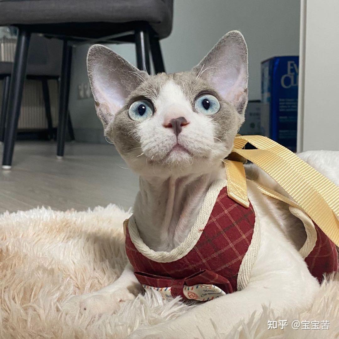 4000的德文猫可以吗? - 知乎