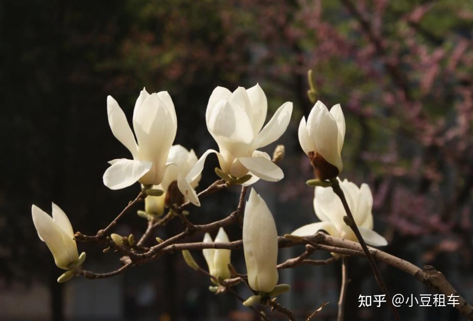 天津春天最值得去的地方是哪里? - 知乎