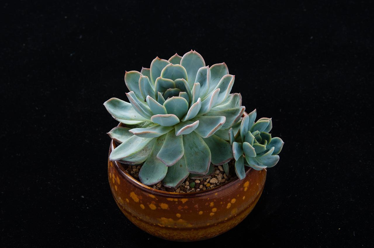 鹿角海棠多肉怎么养护