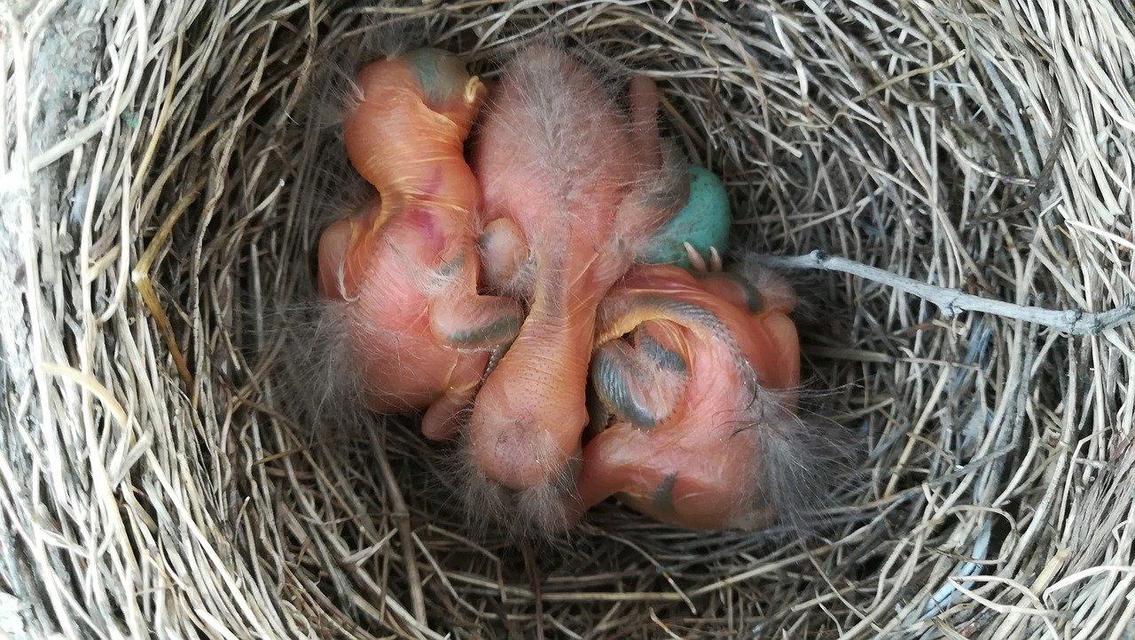 4. 黄蜂筑巢过程