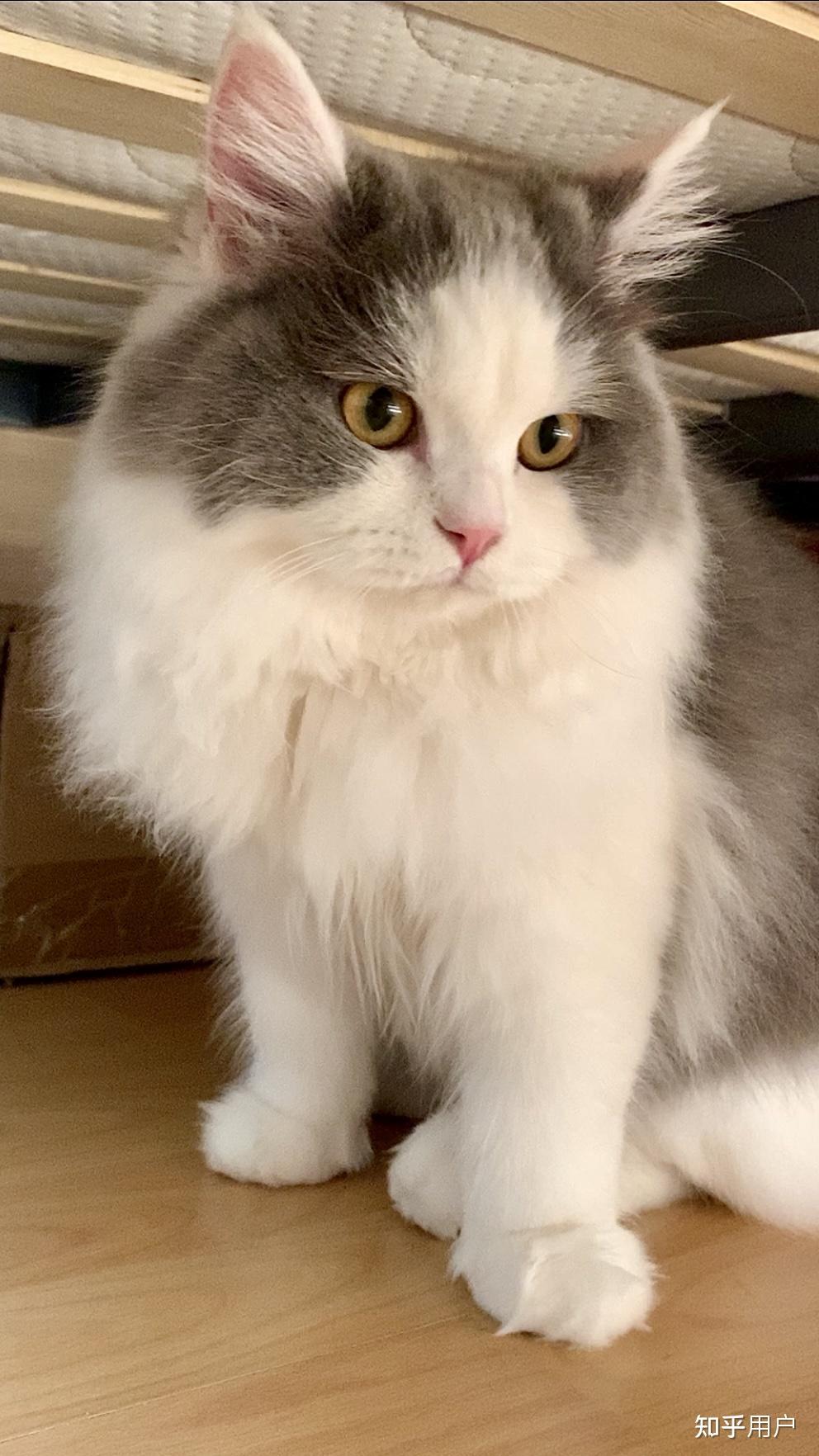 一只蓝白长毛猫大概应该什么价位? - 知乎