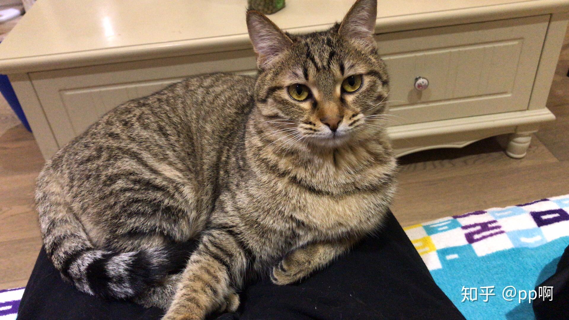 狸花猫可以当成宠物养吗