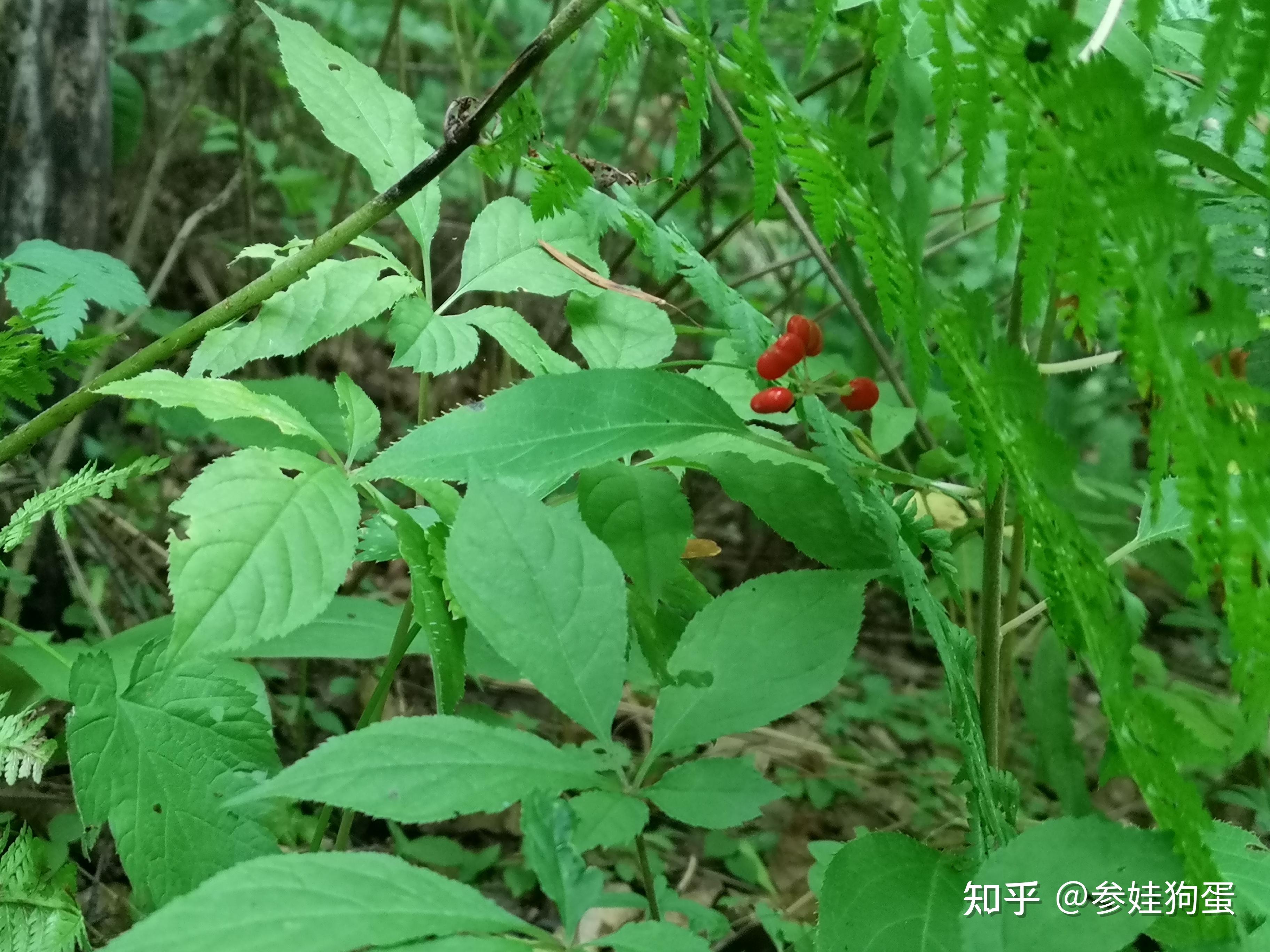 野山参和园参有什么根本性的区别?