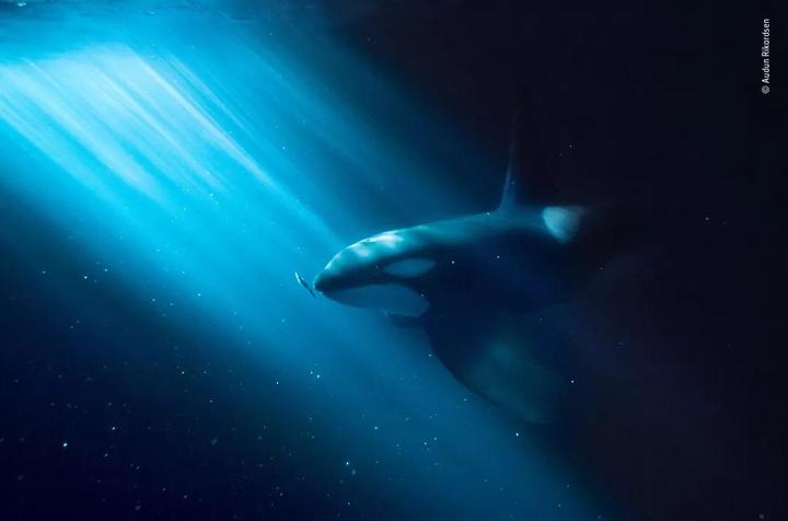 北冥有鱼其名为鲲