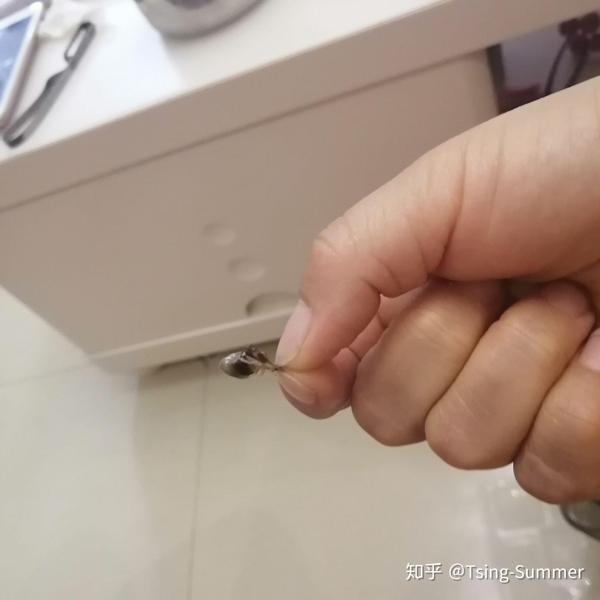 人的鼻屎能大到什么程度?